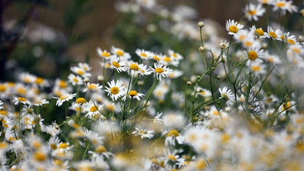 The power of chamomile