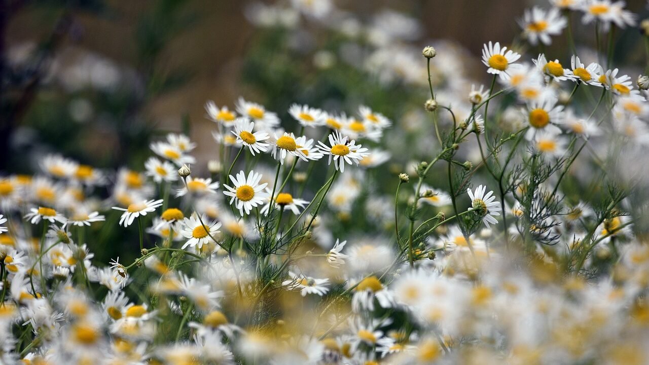 The porwer of chamomile